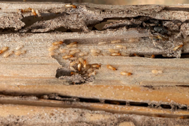Best Wildlife Control Services  in Thorsby, AL